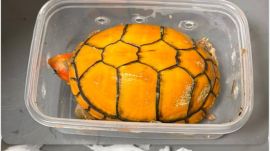 Mumbai exotic turtles