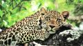 Human-leopard conflict: 4-year-old boy killed in Shirur, 9th fatality in Junnar division