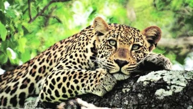 leopard attacks