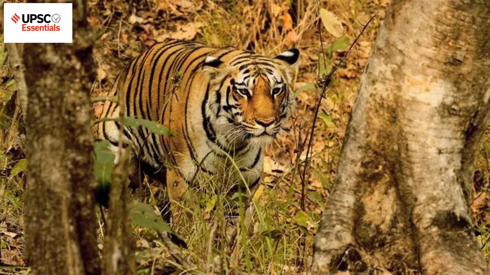UPSC Essentials | Mains answer practice — GS 1 : Questions on tiger reserve and global plastic treaty (Week 79) | UPSC Current Affairs News UPSC Essentials | Mains answer practice — GS 1 : Questions on tiger reserve and global plastic treaty (Week 79) | UPSC Current Affairs News