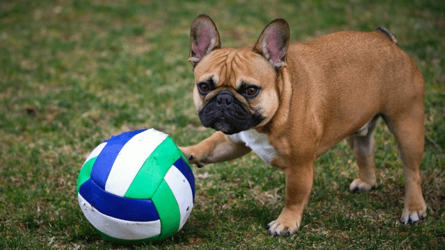 French Bull Dog