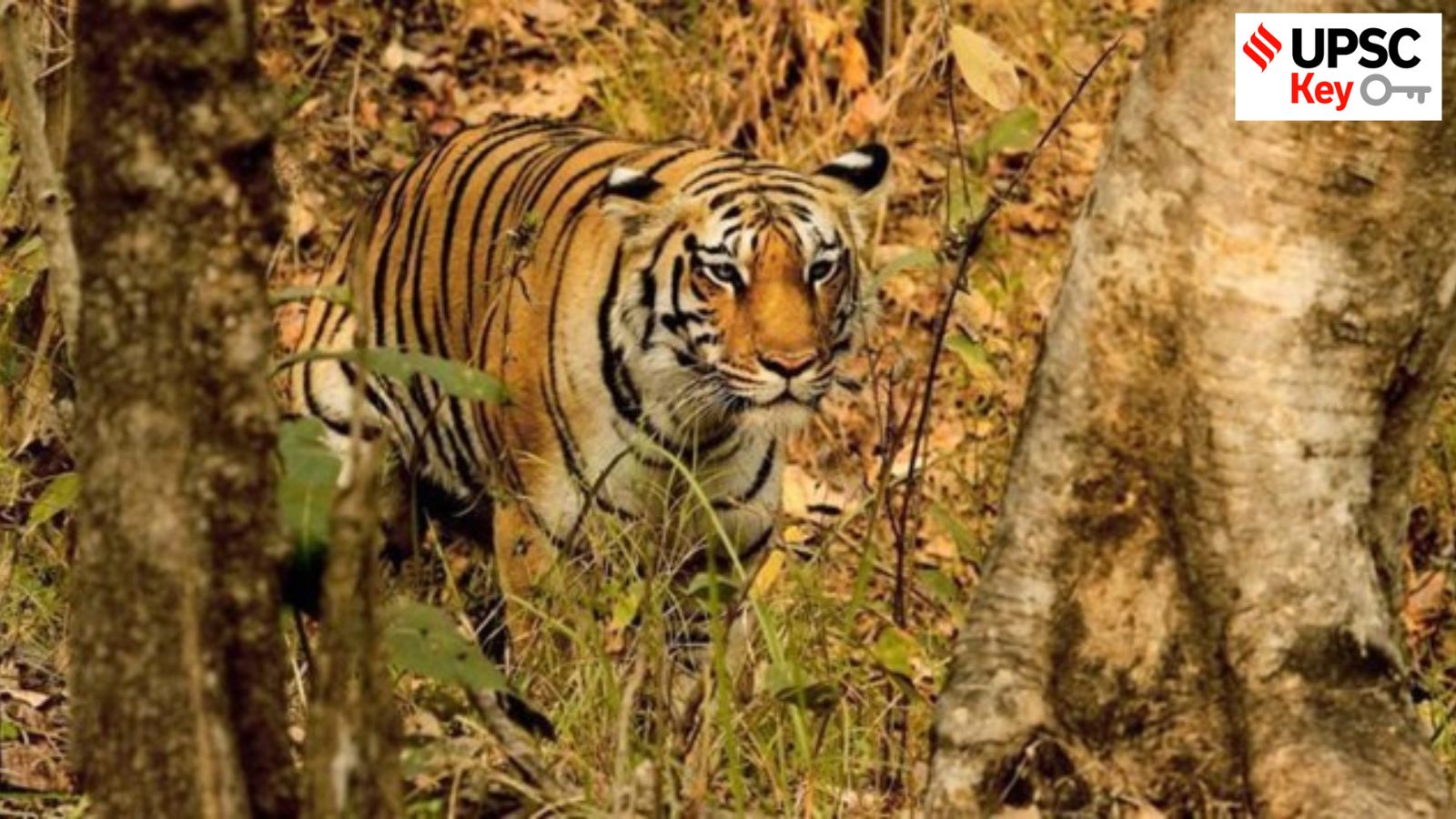 UPSC Key: New Tiger Reserve, Paris Treaty, and the 42nd Constitutional Amendment