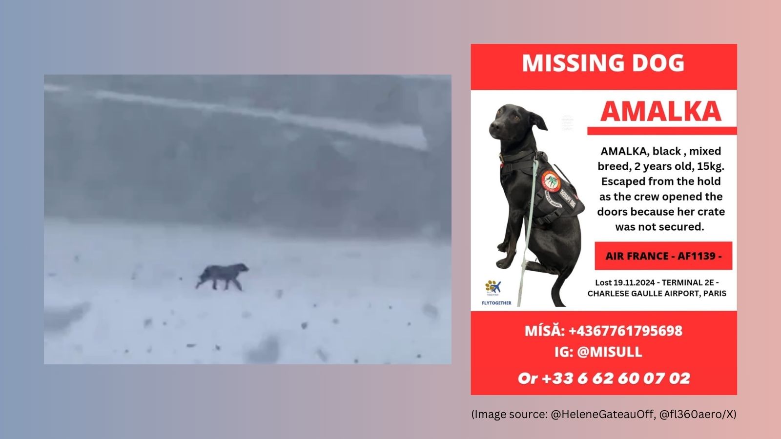 Paris airport temporarily shuts runways to search for missing support dog Amalka