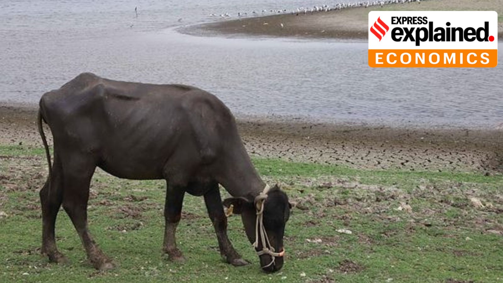 cows, animal husbandry, pandemic fund