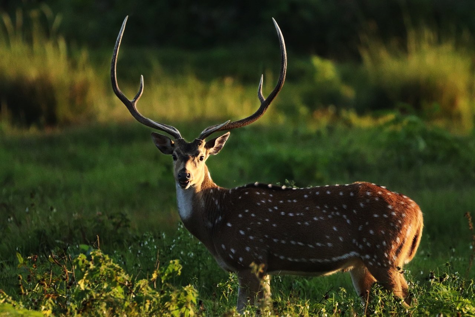 A male deer at the Bandipur Tiger Reserve. (Photo: Bandipur Tiger Reserve/ X)
