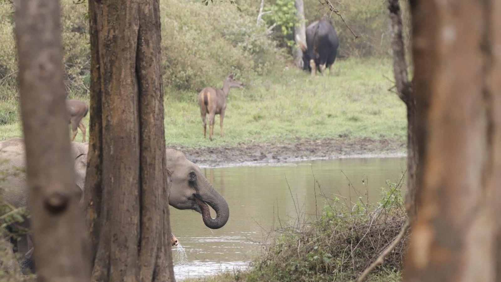 Wayanad Lok Sabha bypoll puts spotlight on 15-year-old night traffic ban in Karnataka&#8217;s Bandipur Tiger Reserve