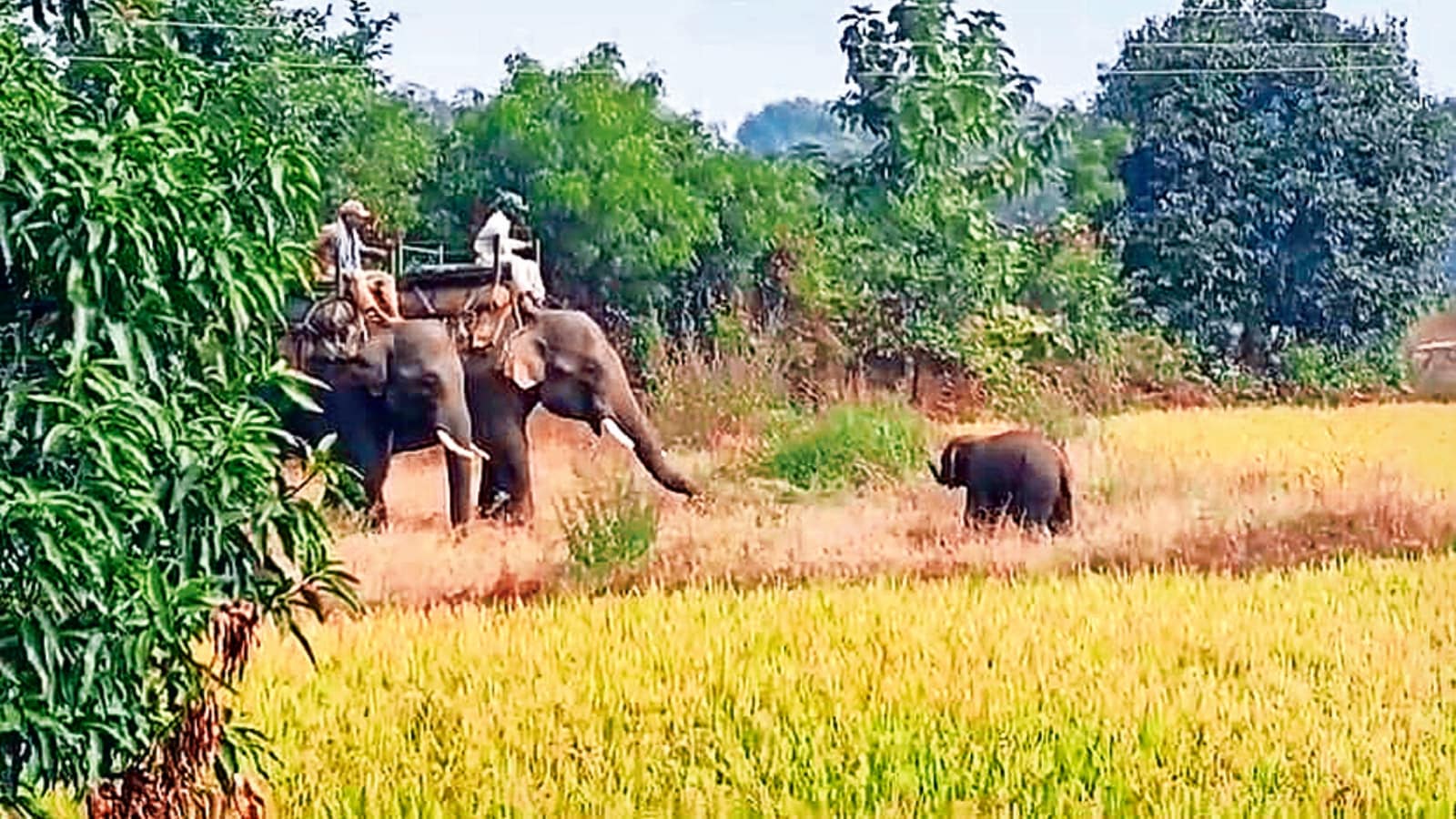 elephant rescued, elephant calf rescued, elephant carcass, elephant carcass burning, MP tiger reserve, tiger reserve, Madhya Pradesh, Bandhavgarh Tiger Reserve, Indian express news, current affairs