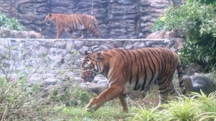 tiger killed in rajasthan