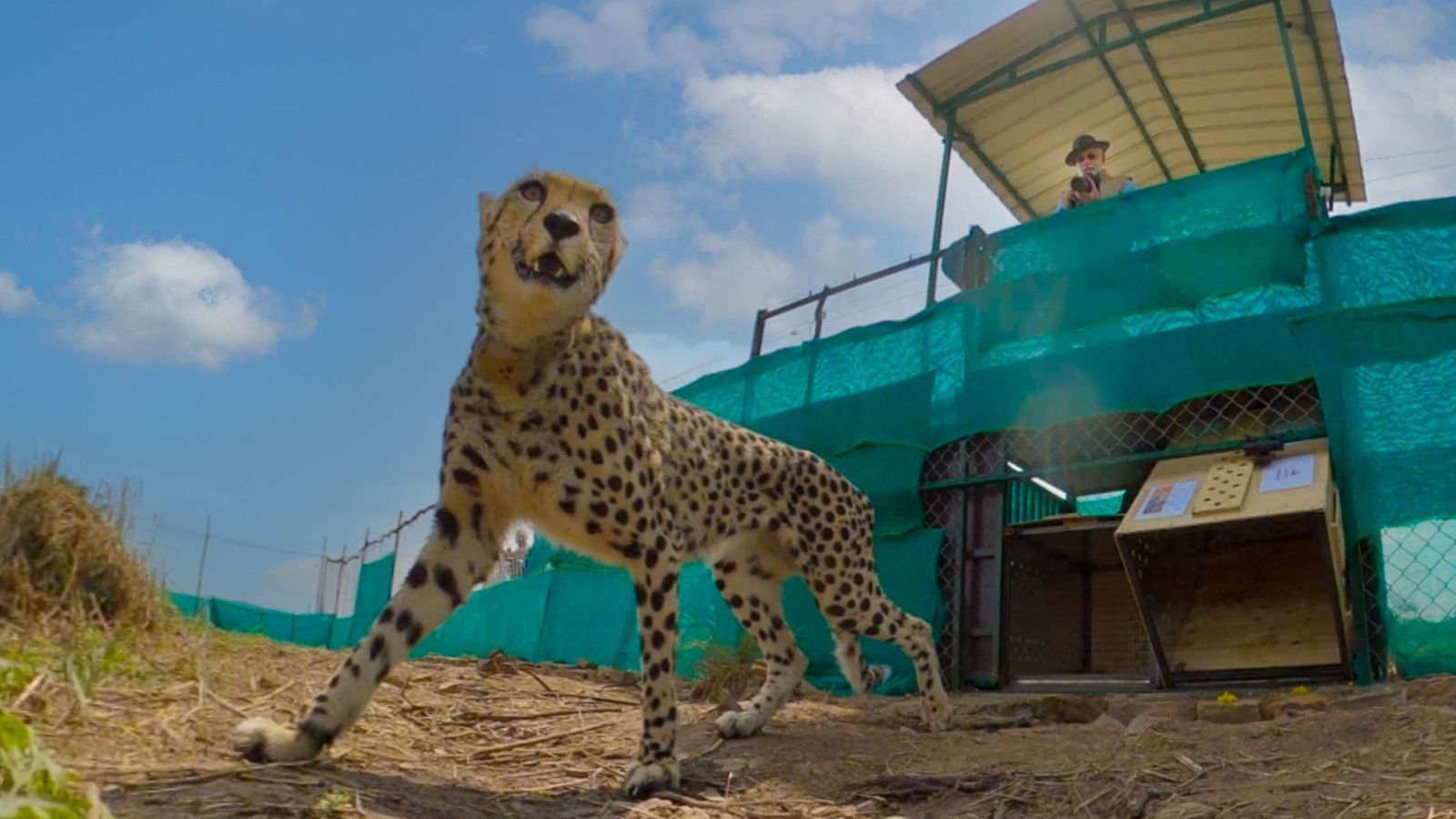 Kuno welcomes more cubs, South African cheetah Nirva is now a mother