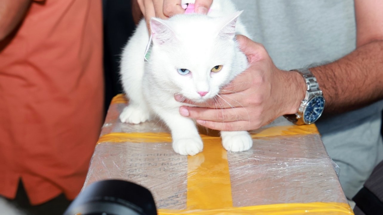 A Cat Named Eva Makes History At Cochin Airport After Hopping On A