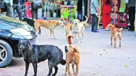 The SOP states that the civic bodies in the state would earmark areas/spots in every municipal ward for animal lovers to feed the stray animals at a particular time of the day.