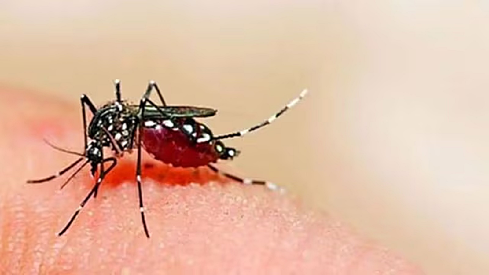 UP: Malaria cases see 150% rise, dengue dips 47% in Gautam Buddh Nagar | Delhi News