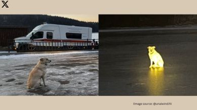 Russian dog waits on ice for days after owner’s tragic death