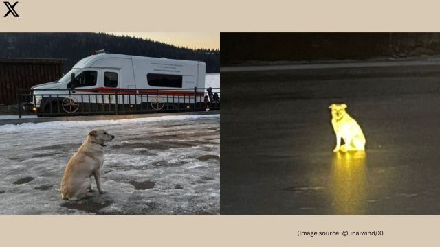 Russian dog waits on ice for days after owner’s tragic death