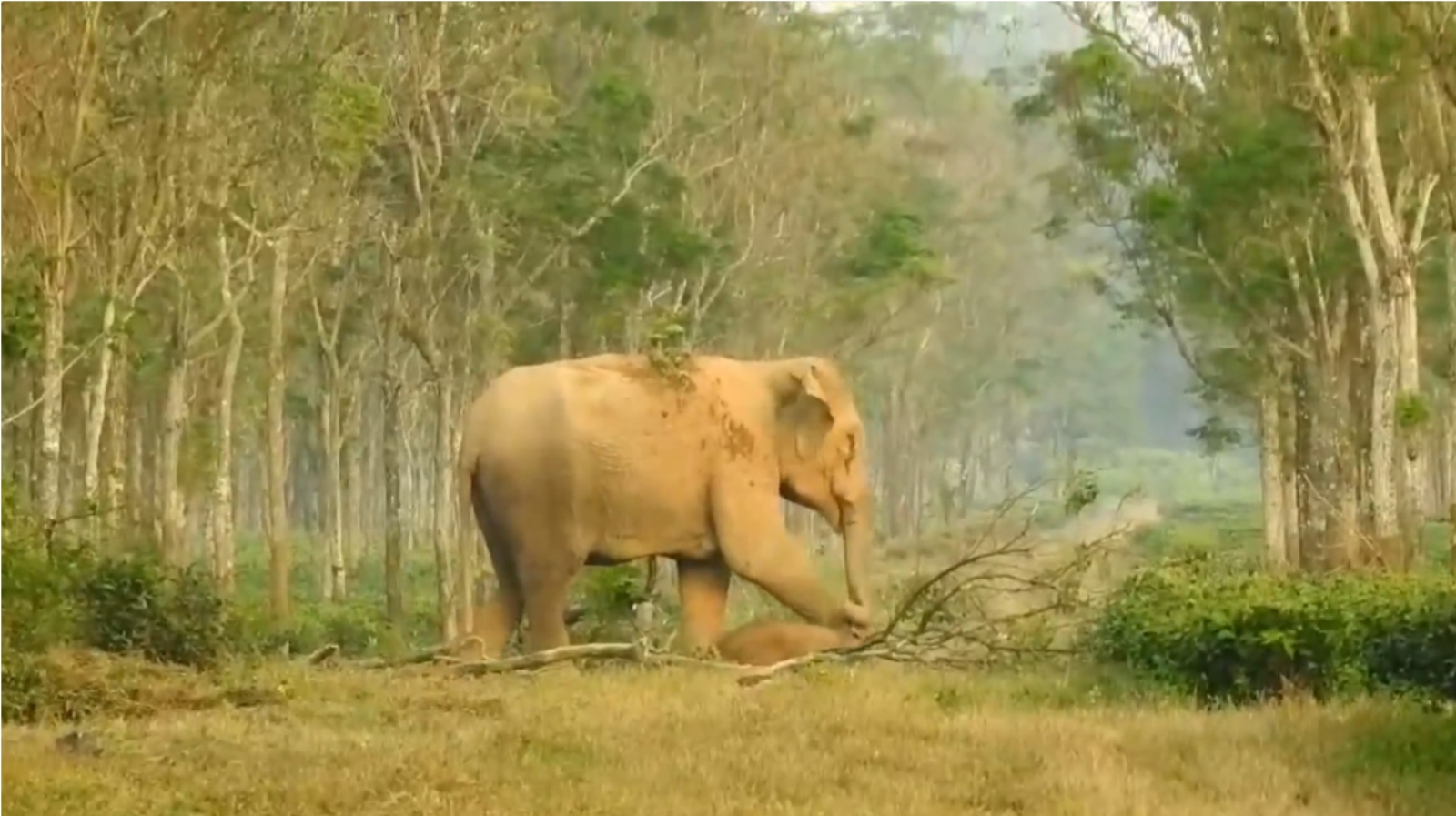 WATCH: IFS officer shares heart-breaking video of mother elephant grieving her calf