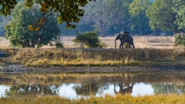 elephant, Bandhavgarh