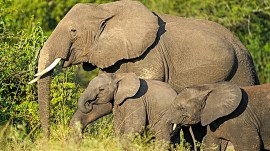 odisha elephants dead, indian express