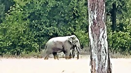 elephant deaths, Bandhavgarh news, indian express