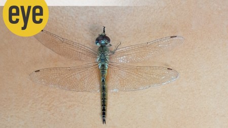 Dragonflies are said to have a success rate of 95 per cent in their hunts