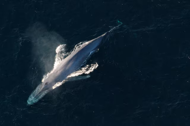 Knowledge nugget of the day: High Seas Treaty
