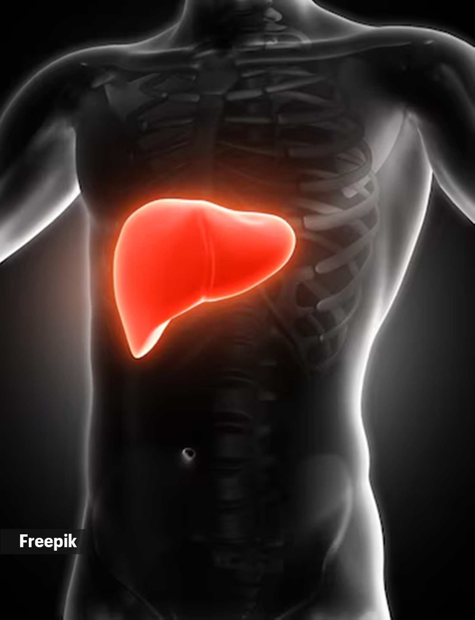 The liver is the central organ for detoxification. It filters blood, metabolises toxins into water-soluble forms, and secretes them into bile or blood for elimination through urine or faeces.
