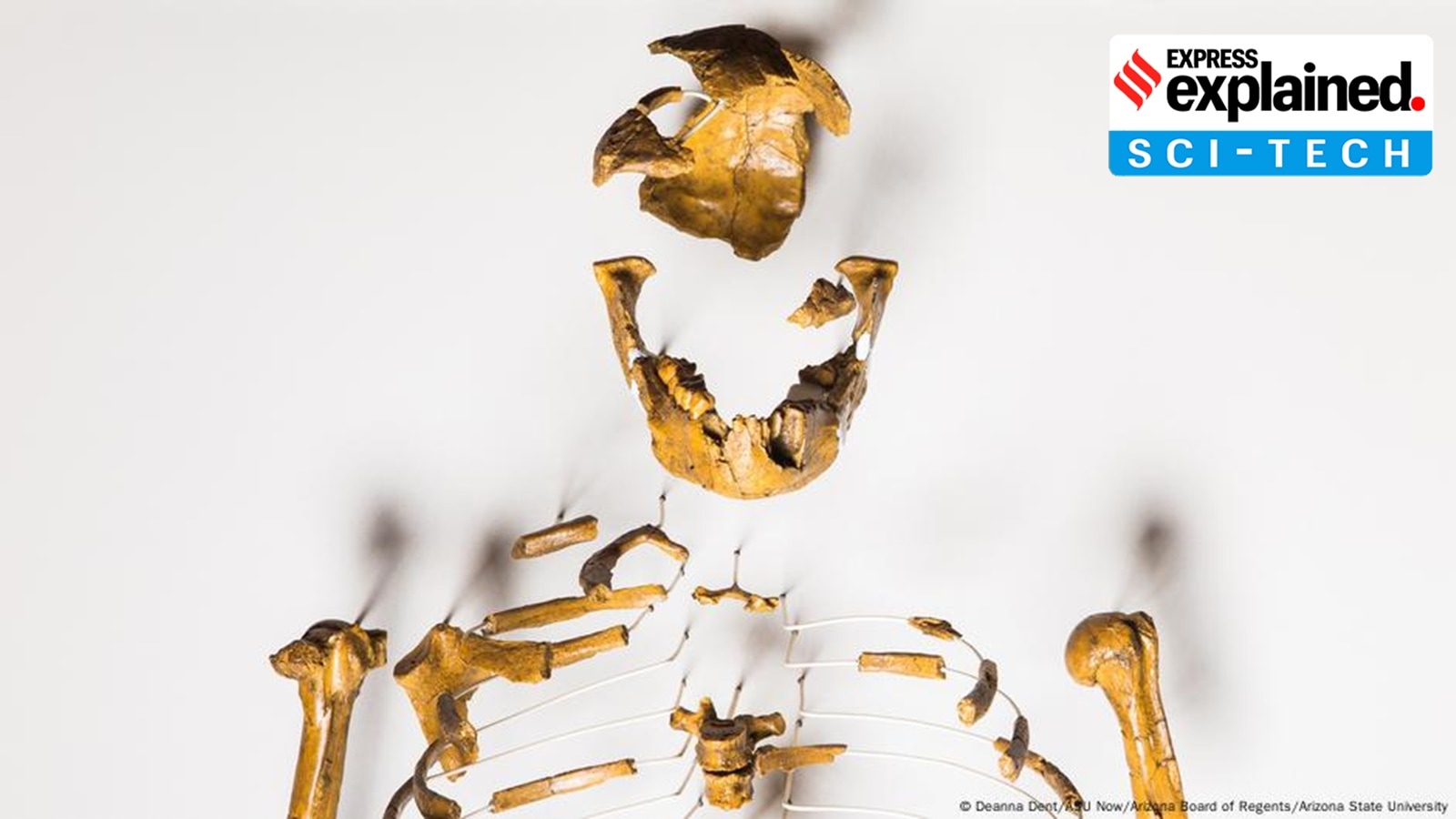 How a discovery 50 years ago rewrote human evolution theory