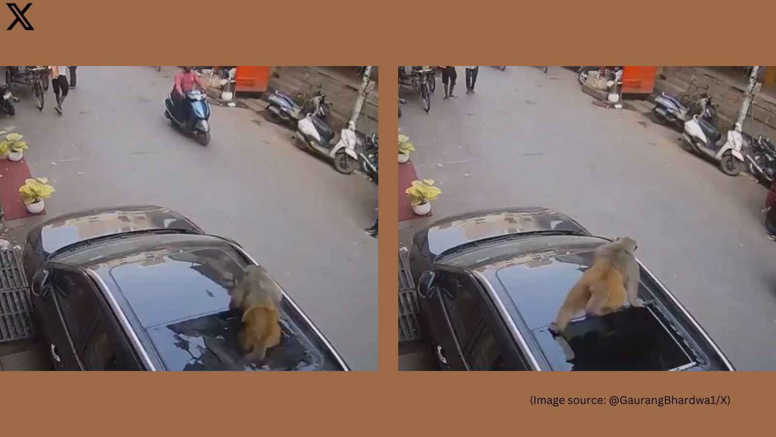 Monkey crashes through sunroof of parked car, walks away unharmed in viral video