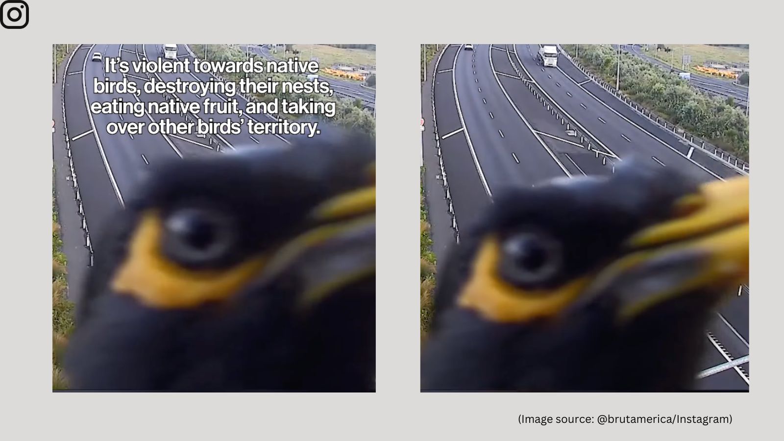 Watch: Angry-looking bird photobombs highway traffic camera in New