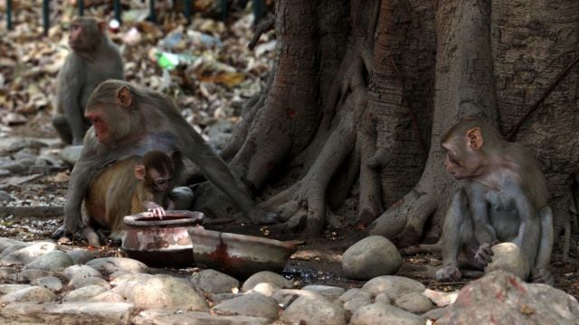 According to police, it is suspected that the monkeys entered the godown aft  the fumigation of grains kept there.