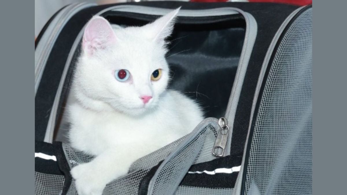 Eva at Cochin International Airport.(Image source: X/@KochiAirport)