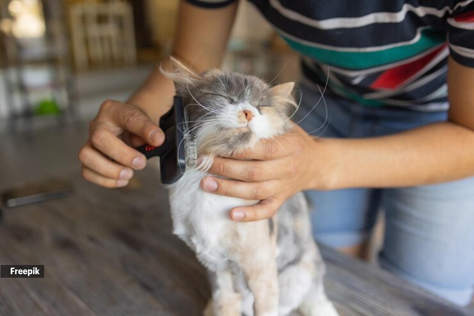 Frequent brushing removes dust and pollutants trapped in the fur.