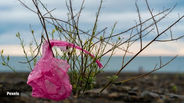 plastics treaty, Busan meet, planetary  plastics treaty, integrative  discarded  management, integrative  waste, discarded  management, integrative  production, Indian explicit  news, existent   affairs