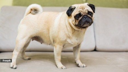 Brachycephalic breeds like pugs, bulldogs, and Shih Tzus are more vulnerable to air pollution