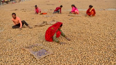 jalandhar vegetable market, punjab news, indian express