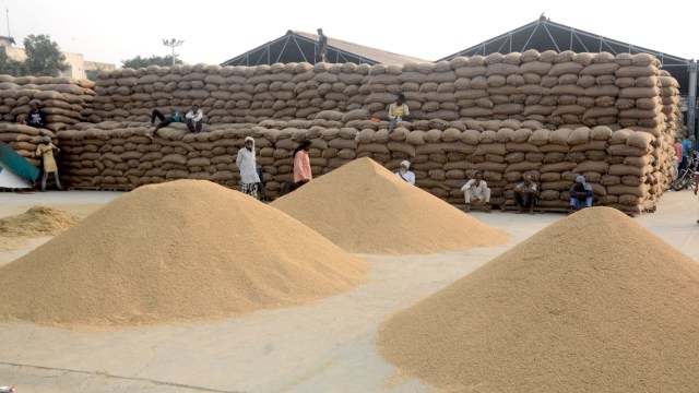 punjab paddy procurement, indian express