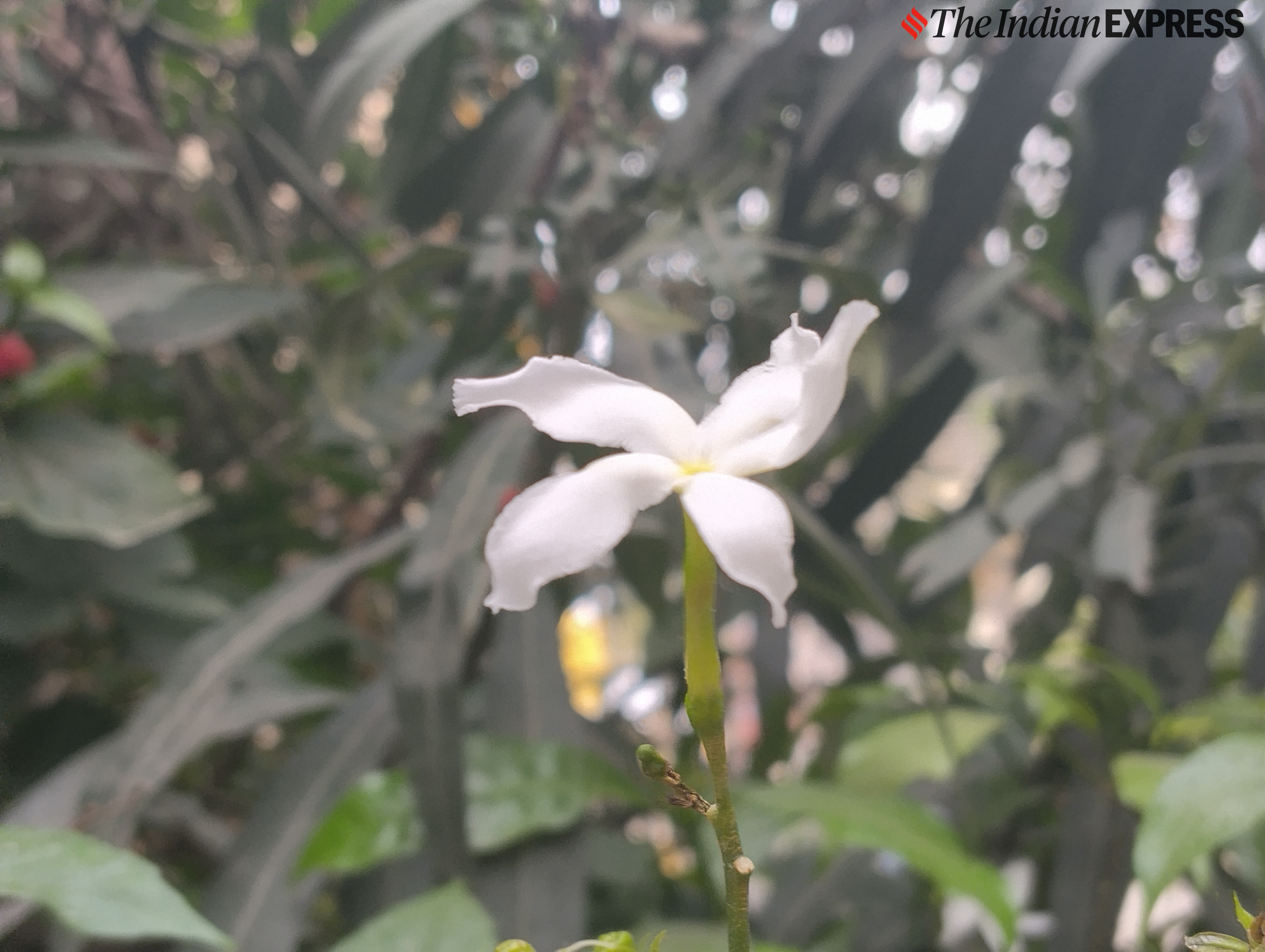 Redmi A4 5G camera sample