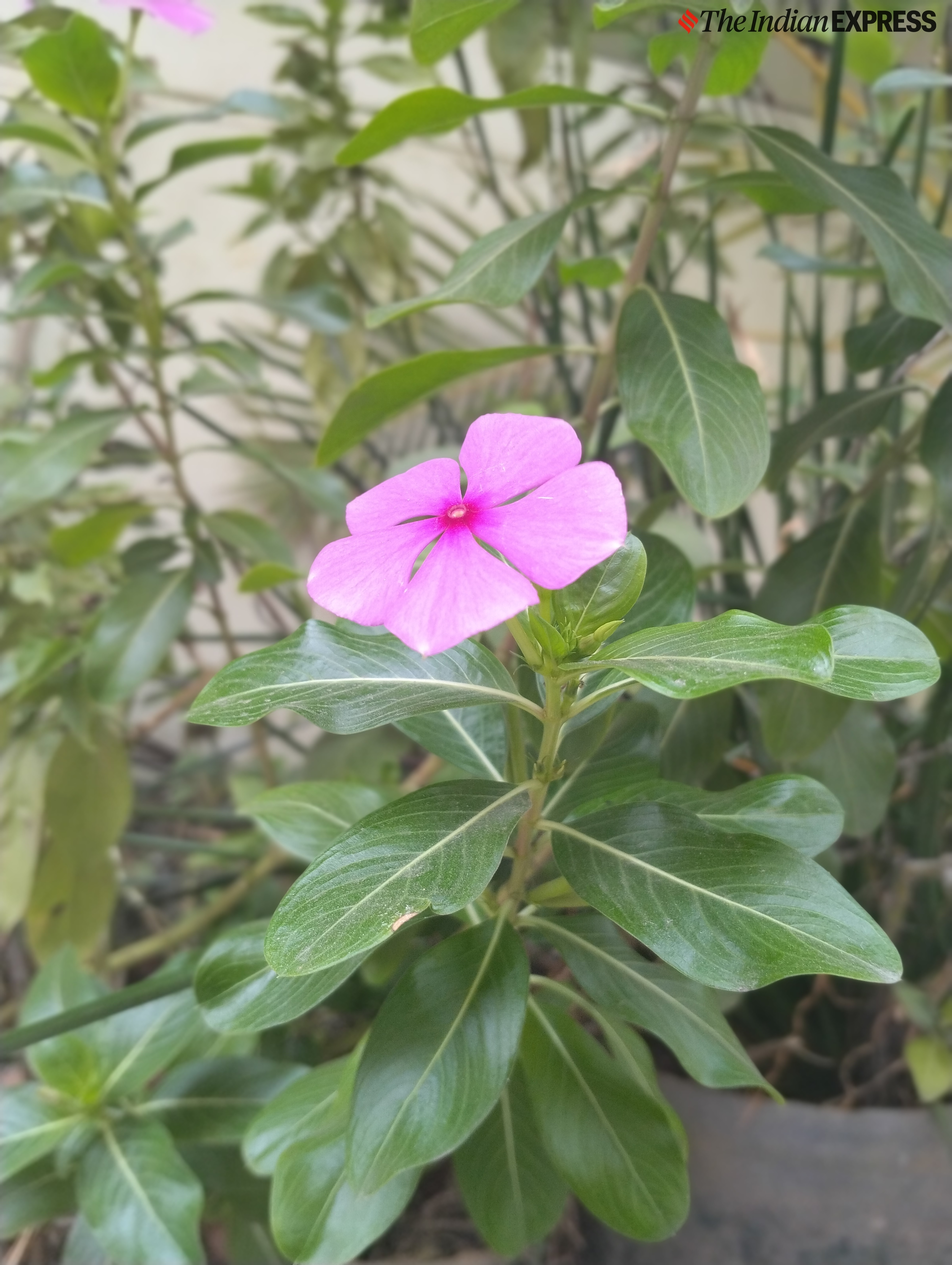 Redmi A4 5G review