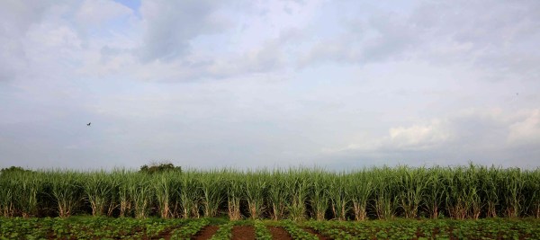 sugarcane fields