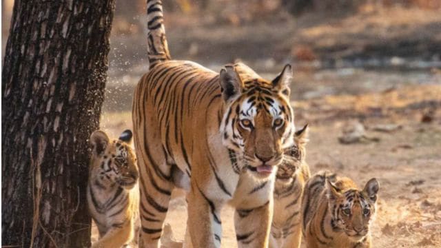 tiger reserves