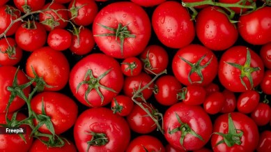 tomatoes