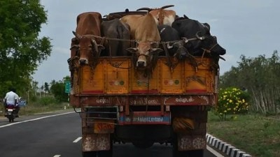 Man dies after truck with cows overturns in Manesar, six held for smuggling cattle