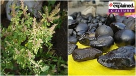 Tulsi vivah