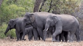 Elephants unnatural death, odisha, indian express