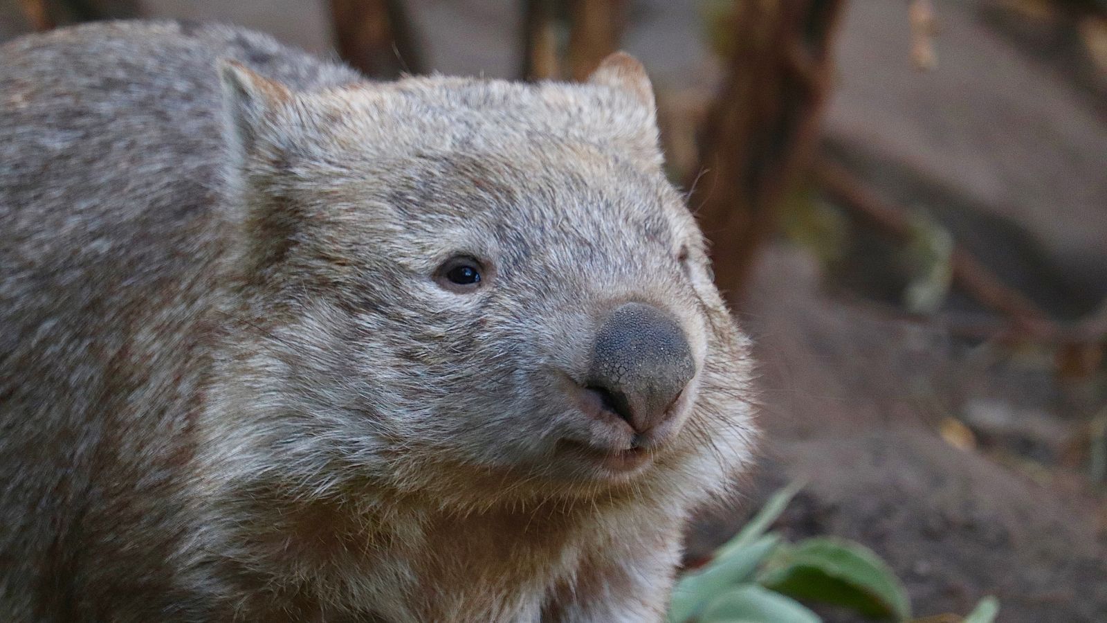 mammal