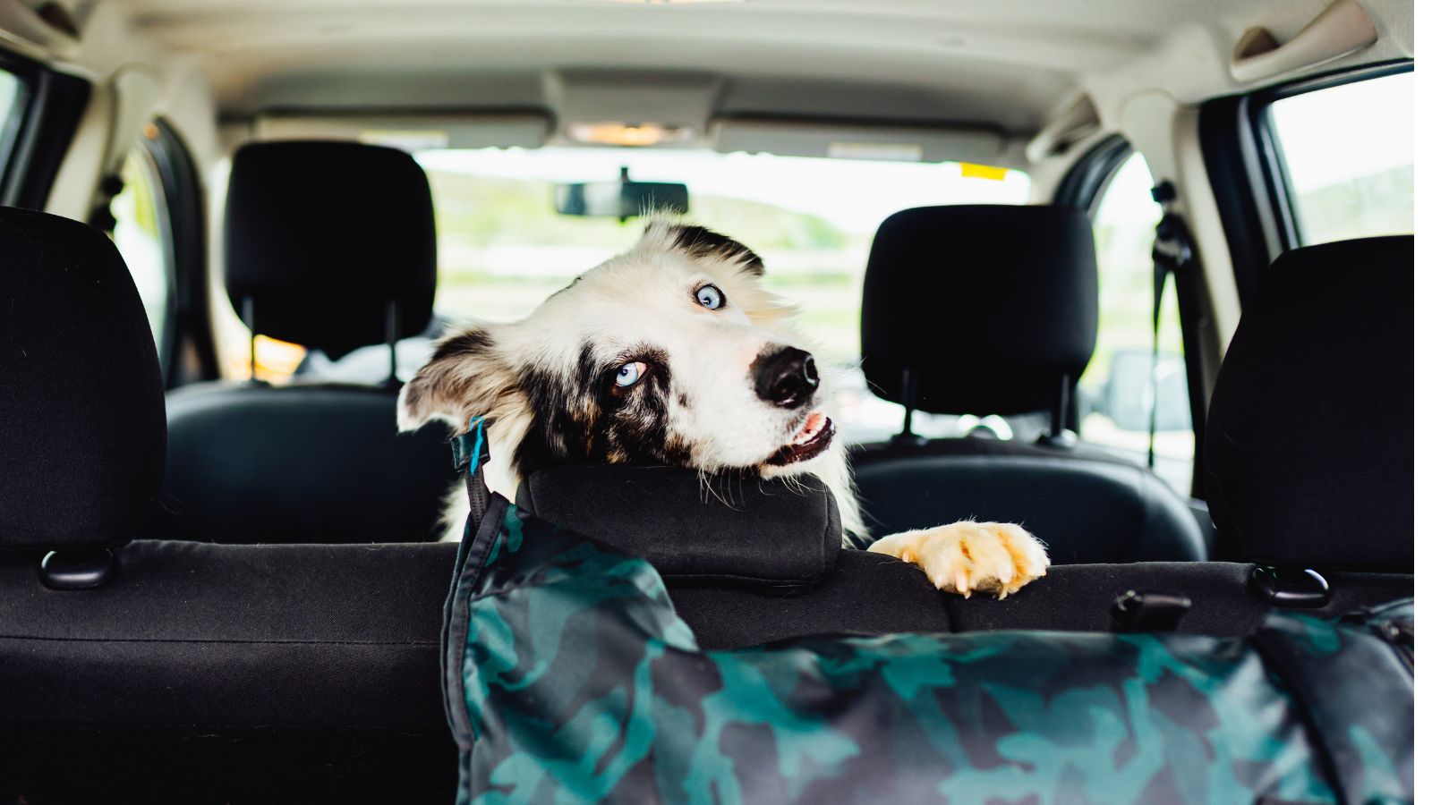 pet parent pets