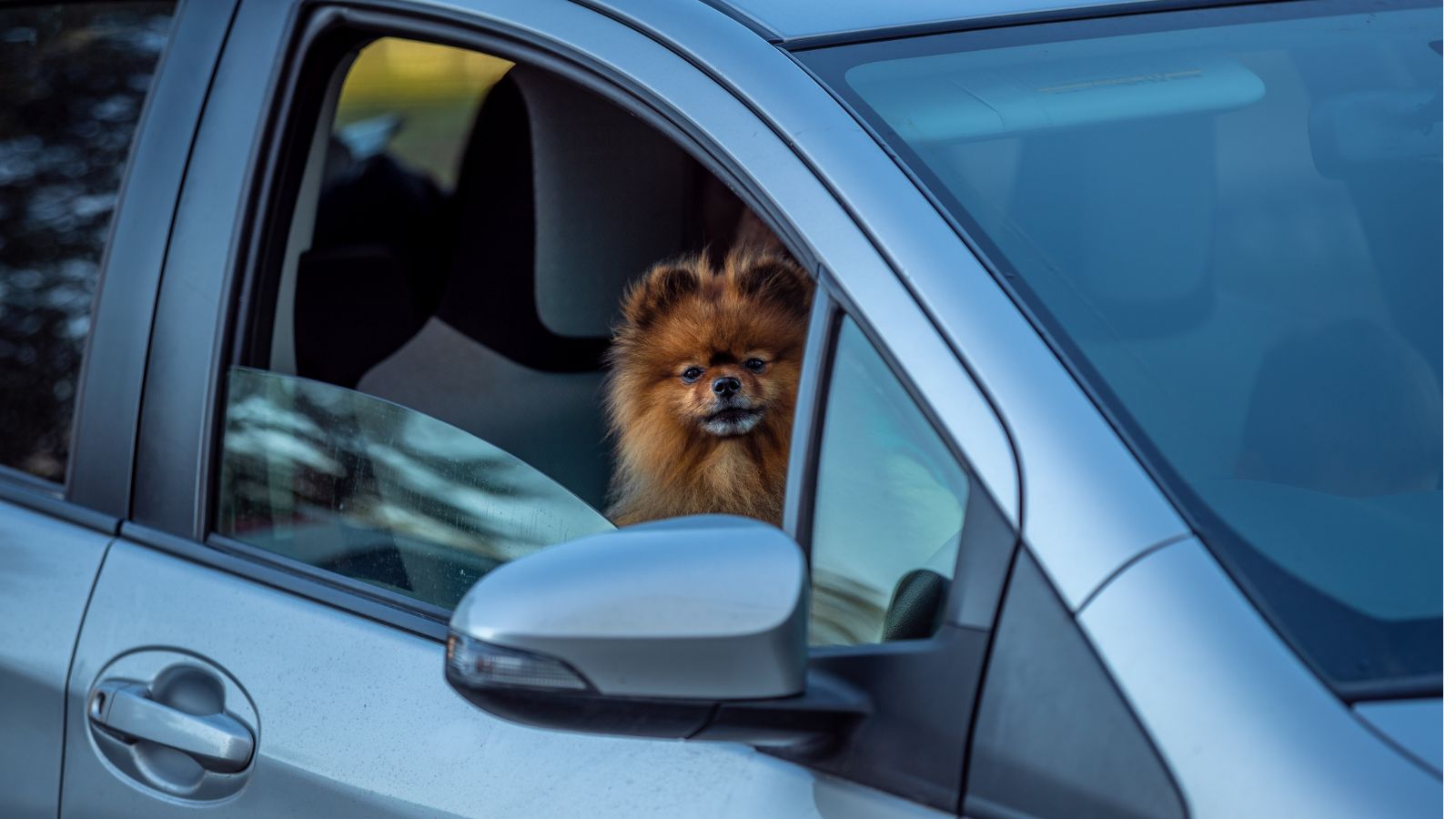 pet parent pets