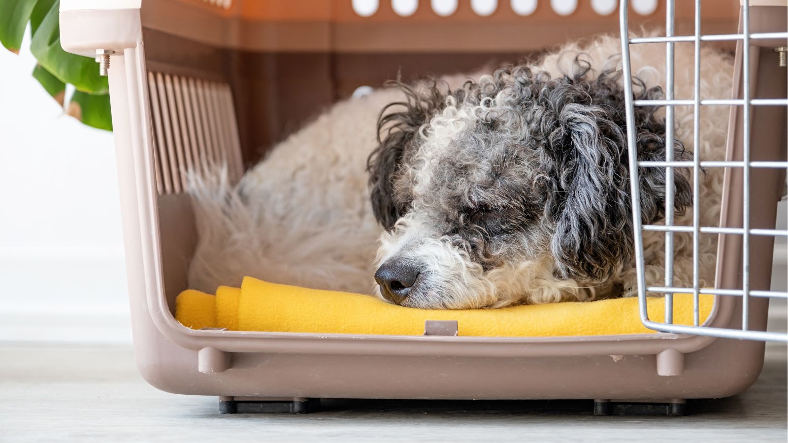 pet parent pets