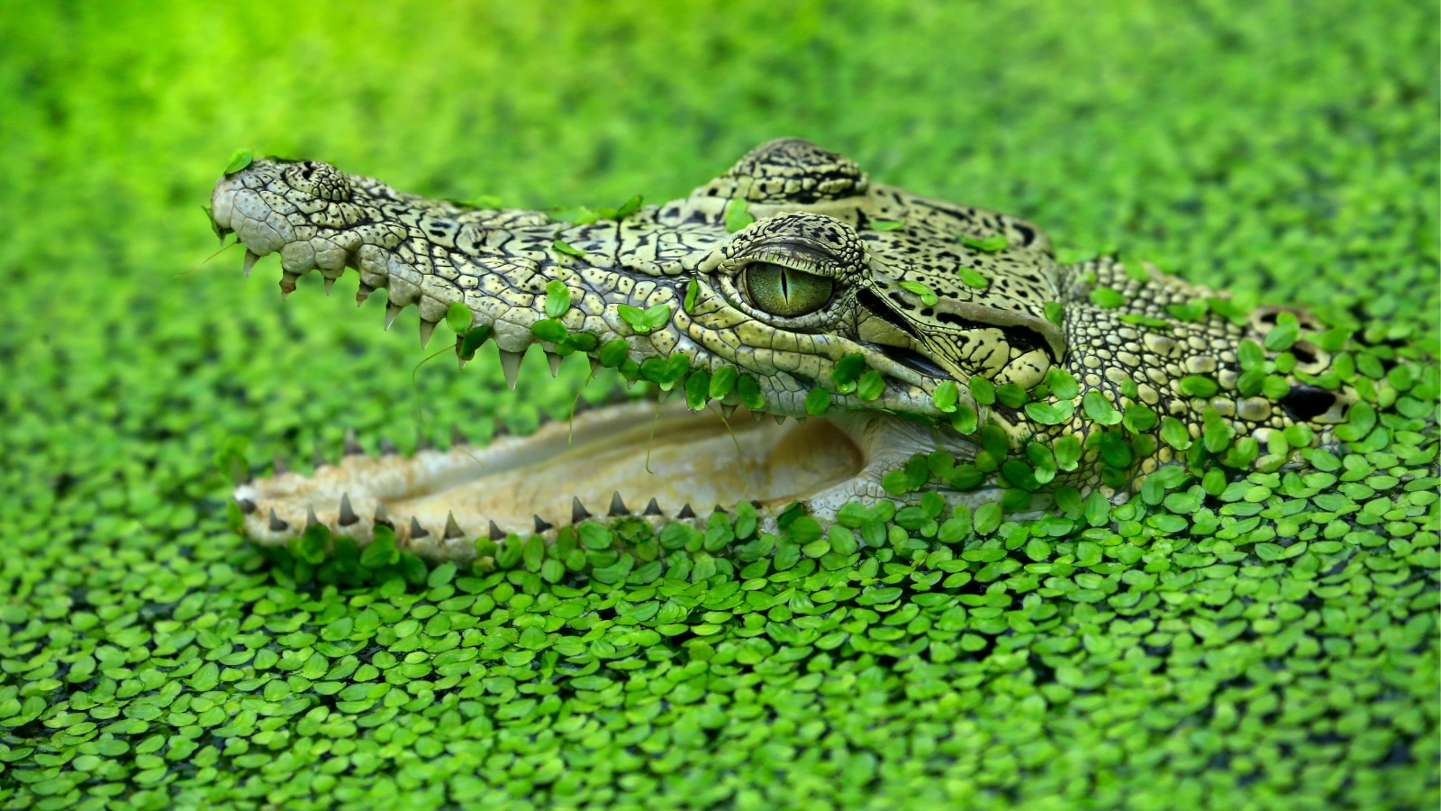 crocodile saltwater