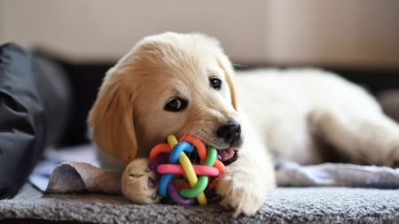 puppy teething