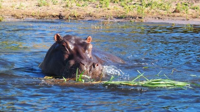 animals, dangerous, deaths